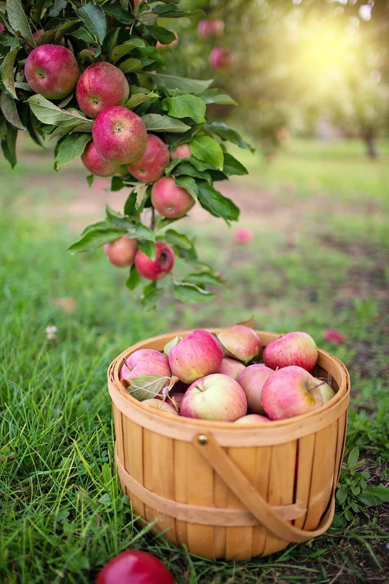 apples fresh from the orchard